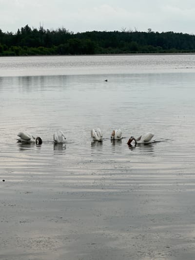 A serene body of water reflects the overcast sky, with a dense, dark green forest lining the left bank. Several white birds, likely pelicans, are scattered across the water. Some are dipping their heads into the water, possibly feeding, while others are preening or resting. The water's surface is rippled, creating a pattern of light and shadow that adds to the tranquil atmosphere. A single, small dark bird is visible further out on the water. The overall scene suggests a natural habitat, possibly a lake or a large pond, during a calm, possibly early morning or late afternoon, given the diffused light. The image appears to be taken in the City of Leduc, Canada. No text is visible in the image.