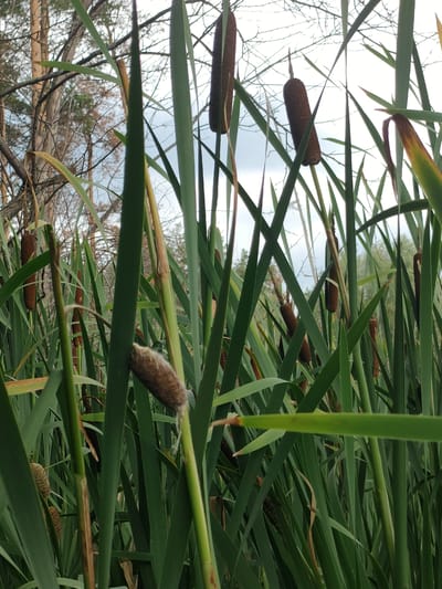 The image is a close-up, low-angle shot of cattails growing in a wetland environment. The foreground is dominated by the lush green leaves and brown seed heads of the cattails, creating a dense, natural texture. In the background, bare tree branches are visible against a hazy, overcast sky, suggesting an autumn or early spring setting. The scene is likely a natural area, possibly a park or a undeveloped shoreline, within the city of Yuzhnyy, Russia. There are no people or specific actions depicted. The focus is entirely on the plant life and the atmospheric conditions.