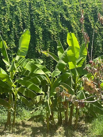 A cluster of young banana plants with vibrant green, broad leaves stands in front of a dense, ivy-covered wall. The sunlight casts shadows on the ground in front of the plants. To the right, a dead, thorny branch with dried leaves extends into the frame, contrasting with the lush greenery. The scene appears to be outdoors, in a location with ample sunlight, characteristic of a warm climate. This setting is consistent with the agricultural and horticultural practices observed in the city of Bulungur, Uzbekistan, known for its diverse plant life and cultivation.