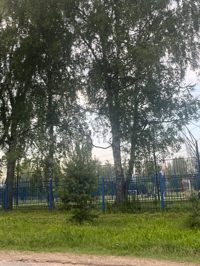 This image depicts an outdoor scene with several birch trees dominating the foreground, their foliage obscuring a cloudy sky. A blue metal fence runs horizontally across the middle ground, separating the trees from a sports field visible behind it. The field features a net and what appears to be a goalpost. A small evergreen tree stands to the right of the larger birch trees. The ground in the foreground is covered in green grass. The overall impression is of a park or recreational area within the city of Nikolskoye, Russia, likely a sports facility bordered by trees.