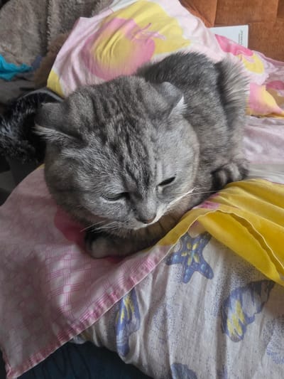 A grey tabby cat with green eyes is resting on a bed. The cat is curled up on its side, with its head resting on its paws. The bedding is colorful, with patterns of pink, yellow, and blue. The background is blurred, but it appears to be a bedroom. The image was taken in Stroitel, Russia.
