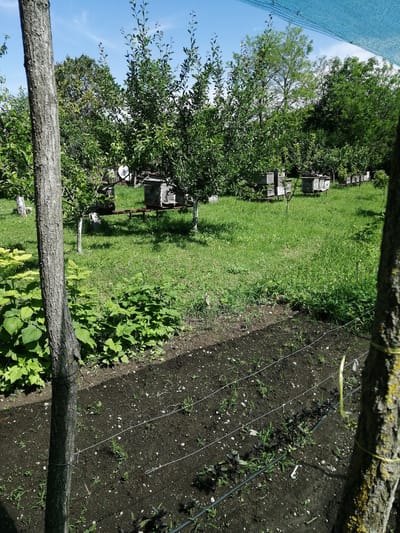 A photograph captures an apiary in Dedoplistskaro, Georgia, under a clear blue sky. In the foreground, a dark soil bed is prepared for planting, with thin wires running horizontally, suggesting a garden row system. Small green sprouts are visible emerging from the soil. To the left, a thick tree trunk, partially obscured by the frame, stands prominently. Beyond this, a lush green area features vibrant raspberry bushes. The background is dominated by a grassy field dotted with several wooden beehives, neatly arranged on stands. These hives appear to be of a traditional, rectangular design. The scene is framed by a network of leafy trees, creating a natural and verdant environment. A section of blue netting is visible at the top of the frame, possibly for shading or protection.