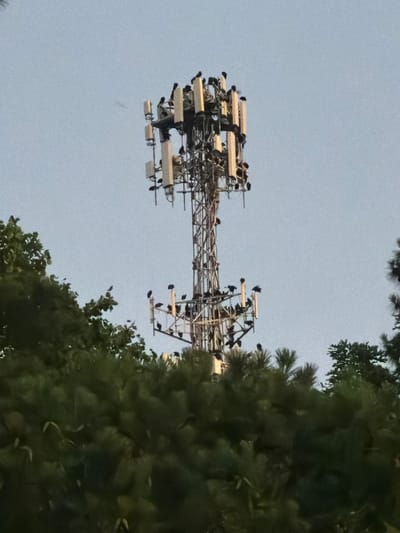A cell tower is pictured against a pale blue sky, with its lattice structure supporting several antenna arrays. The tower is populated with numerous black birds perched on the various platforms and equipment. The lower portion of the image is dominated by the dark green foliage of trees, partially obscuring the base of the tower and framing the scene from the left and right. The image appears to be taken from a ground-level perspective, looking upwards at the tower. The location is identified as Buford, United States.