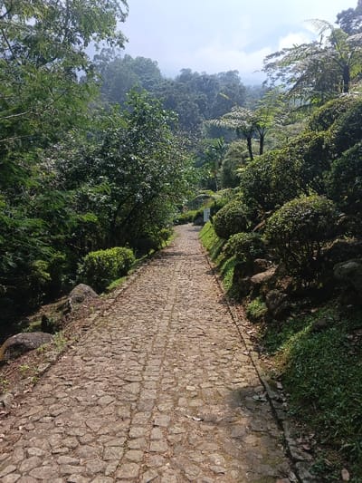 A winding cobblestone pathway leads through a lush, green landscape. Dense vegetation, including trees, shrubs, and ferns, lines both sides of the path. Sunlight dapples the stones, creating a play of light and shadow. The path gently ascends, disappearing into the distance among the trees. A hazy mountain range forms a backdrop to the scene, partially obscured by mist.