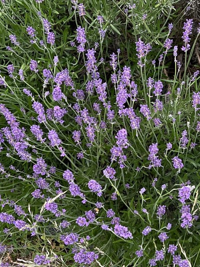 The image is a close-up, overhead shot of a patch of lavender plants in Borowa, Poland. The lavender is in bloom, with numerous spikes of small purple flowers densely clustered on green stems. The background consists of more greenery, appearing to be other lavender plants or surrounding foliage, with hints of dry soil and some dried grass stalks interspersed. The lighting suggests it is daytime, possibly overcast or early morning/late afternoon, as there are no harsh shadows. The image is sharp and in focus, highlighting the texture and detail of the flowers and leaves. There are no people or animals visible in the frame.