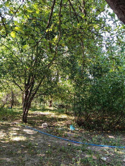 The image depicts an orchard in an outdoor setting, likely a rural area given the location context of Bayanday, Kazakhstan. The scene is bathed in sunlight, suggesting it is daytime with clear weather. Lush green trees, with some appearing to be apple trees due to fallen fruit on the ground, dominate the landscape. Their branches, laden with leaves, cast dappled shadows on the earthy ground.

Scattered across the ground are several light-colored apples, indicating that they have fallen from the trees, possibly due to ripening or wind. A prominent blue hose snakes across the foreground, suggesting recent watering or irrigation. In the mid-ground, to the left of a large, multi-trunked tree, a light-colored, rounded object that might be a stone or a decorative garden element is visible. To the right of the hose, a bright blue plastic bag lies on the ground. The overall impression is one of a natural, perhaps slightly unkempt, garden or orchard, with evidence of recent fruit fall and human intervention through the presence of the hose and bag. The scene evokes a sense of natural abundance and the quiet life of a rural environment. No text is visible in the image.