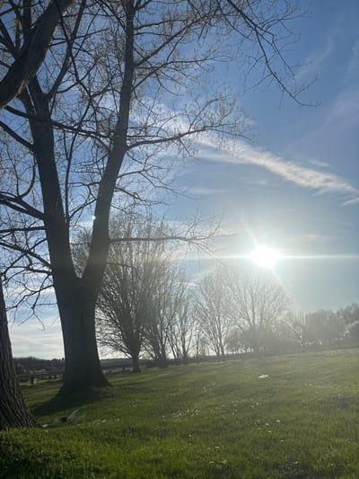 The image shows a landscape in Beli Brod, Bulgaria on a bright, sunny day. In the foreground, a large tree with bare branches stretches across the lower portion of the frame, obscuring part of the view. Beyond the tree, a grassy field extends to the right, with a line of trees in the midground. The sun is high in the sky, creating a strong glare that obscures some of the details in the background. Wisps of clouds are scattered across the blue sky.