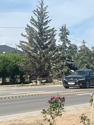 This media file shows a view from a roadside in Balykchy, Kyrgyzstan. The scene is dominated by large evergreen trees with a dense canopy. A black SUV is parked on the side of the road, with its front bumper and grille visible. The road itself has yellow and black striped markings along its edge and appears to be a two-lane street. Pink roses are blooming on a bush to the right of the road. In the background, parts of a building with a dark roof are visible amongst lush green foliage. The sky is clear and blue, suggesting it is daytime. The overall impression is a bright, sunny day in a semi-rural or suburban setting. There is no discernible activity taking place other than the presence of the parked vehicle. No text is visible within the frame.