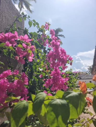 The scene depicts an outdoor environment in Michamvi Kae, Tanzania, illuminated by strong sunlight. The foreground is dominated by dense fuchsia-pink bougainvillea flowers with associated green foliage, occupying the left and central portions of the frame. Blurred green leaves and a cluster of reddish-orange flowers are present in the immediate lower foreground. A textured, dark-colored wall is partially visible behind the bougainvillea on the left. The upper background consists of a bright blue sky featuring scattered white cumulus clouds and noticeable lens flare from the sun. Silhouetted palm trees are discernible against the sky. In the far distance to the right, a light-colored building with a thatched roof is partially visible above the vegetation. The ground in the distance appears sandy. No human figures or specific actions are depicted.