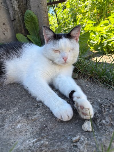 A black and white cat is sleeping on a gray concrete surface. The cat is lying on its back with its eyes closed and its paws outstretched. The cat has white fur with black markings on its ears and back. The background is blurred and shows green foliage and grass. The lighting suggests it is daytime. The overall mood of the image is peaceful and relaxed. The location is identified as Петряксы, Russia. There is no visible text in the image.