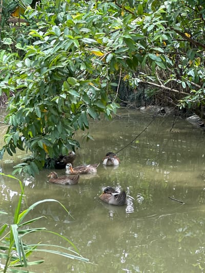 This image captures a tranquil outdoor scene in Ngọc Đường Commune, Vietnam, featuring several ducks in a body of murky green water, surrounded by lush vegetation.
The central and right portions of the frame are dominated by the water, which appears calm but opaque, with light reflections dappling its surface. On the left side, dense green foliage from a tree or large bush extends over the water, creating a vibrant backdrop. The leaves are broad and healthy, with varied shades of green and occasional hints of yellow, suggesting abundant plant life. Some bare branches are also visible intertwined within the greenery near the water's edge. In the bottom right corner, reedy green plants emerge from the water, adding to the natural setting.
A group of five ducks is visible in the water. They appear to be a mix of adults and juveniles, with mottled brown, grey, and white plumage. Several ducks have their heads submerged or partially submerged, indicating they are foraging for food beneath the surface. One smaller, lighter-colored duck, possibly a duckling, is visible among the larger ones. The ducks are scattered, engaged in their activities, suggesting a peaceful coexistence with their environment.
The scene is illuminated by natural daylight, indicating it is daytime. There are no explicit weather indicators, but the light suggests a clear or partly cloudy day. The setting appears to be a pond, canal, or slow-moving waterway. No visible text is present in the image.
