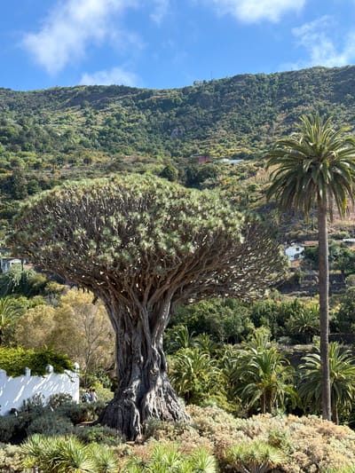 The image showcases the ancient Drago Tree of Icod De Los Vinos, Spain, a prominent landmark on the island of Tenerife. The Drago Tree, with its massive, gnarled trunk and expansive canopy of spiky leaves, dominates the foreground. To the right of the tree, a tall palm tree stands, its fronds reaching towards the sky. Behind the trees, a lush, green hillside rises, dotted with smaller trees, shrubs, and scattered white buildings. The sky above is a vibrant blue, with a few wispy white clouds. In the lower left of the image, a white garden wall with decorative elements can be seen, bordering a dense area of low-lying green bushes and spiky plants. Three people are visible near the wall, appearing to be walking or standing, though their features are not distinct. The overall scene depicts a sunny day in a tropical or subtropical environment, highlighting the natural beauty and historical significance of the Drago Tree.