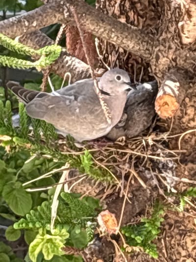 A mother bird sits in a nest constructed in the branches of a tree. The nest is made of twigs and dried grasses. The mother bird, a soft gray color, is facing to the right, with her beak open as if to feed or call to her young. Nestled behind her is a younger bird, also gray, with its head tucked in. The branches of the tree are rough and brown, with some green foliage growing around the nest. There is no indication of the location being in Ilion, Greece.