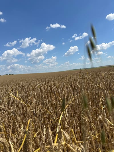 The image captures a vast field of ripe wheat under a bright blue sky dotted with fluffy white clouds. The wheat stalks are golden brown, indicating they are ready for harvest, and they extend as far as the eye can see, creating a rich texture. In the foreground, some of the wheat stalks are blurred due to their proximity to the camera, adding a sense of depth to the scene. The horizon line is low, emphasizing the expanse of the field and the sky. The overall environment suggests a rural, agricultural setting, consistent with the outskirts of Slivo Pole, Bulgaria, where large tracts of land are dedicated to grain cultivation. There are no people or animals visible in the image.