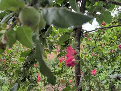 The image depicts an outdoor scene with a focus on a tree branch bearing several small, green apples and lush green leaves. The foreground is dominated by the apple tree, with some leaves intentionally blurred to create depth. In the mid-ground and background, a dense collection of pink hollyhock flowers and green foliage is visible. The overall impression is that of a garden or orchard. The scene is set during the daytime, with natural lighting. There are no people or animals present in the image. The location is identified as Qarabulaq, Azerbaijan.