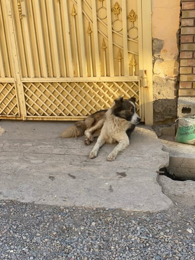 A medium-sized dog with brown and white fur is lying on a concrete surface in front of a yellow metal gate. The dog is facing to the right, with its head turned to look slightly back over its left shoulder. Its body is stretched out, with its front paws extended forward and its hind legs tucked underneath. The gate is closed and features decorative vertical bars and a diamond-shaped lattice pattern at the bottom. To the right of the gate, a brick wall is visible, with patches of peeling plaster. A green bag, possibly containing cement, is placed on the ground next to the wall. The ground is a mixture of concrete and gravel. The overall scene appears to be an outdoor area, likely in a residential or industrial setting. The location is identified as Боғистон, Tajikistan.