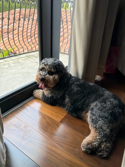 In Pinecrest, Florida, a black and tan poodle mix dog with curly fur lies on a polished wooden floor next to a large sliding glass door. The dog is facing left, with its tongue lolling out and its head tilted slightly. Through the glass door, a tiled patio and a wrought-iron railing are visible, suggesting an outdoor balcony or patio area. Beige curtains hang on the right side of the frame, partially obscuring the interior. The lighting suggests it is daytime, with light streaming in from the left, casting shadows on the floor.