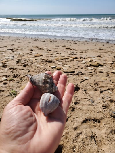 In Chornomorske, Ukraine, a person's hand holds two seashells against a sandy beach backdrop. The seashells are gray and white, with one having a prominent crack. The beach is covered in sand and small stones, with the ocean and waves visible in the background under a clear sky.