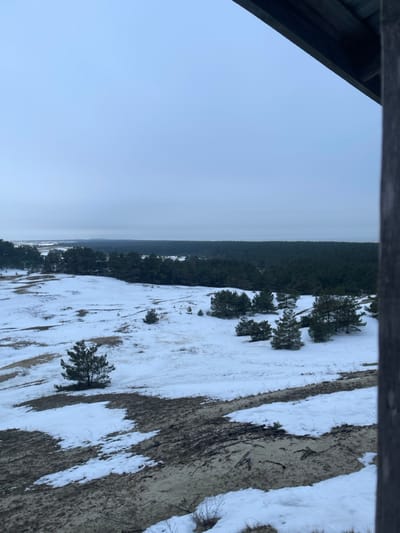The image displays an elevated, wide view of a snowy natural landscape within the city of Morskoe, Russia, likely captured from an observation point as indicated by a partial dark wooden beam and roof structure visible in the upper right. The foreground features undulating terrain, consistent with sand dunes, irregularly covered in white snow, exposing patches of light brown sand and darker ground vegetation. Numerous small, dark green evergreen trees, primarily pine, are scattered across this snowy, sandy environment. A dense, dark green coniferous forest stretches horizontally across the midground. Beyond the forest, a narrow, light-colored horizontal band suggests a body of water, possibly the Curonian Lagoon or Baltic Sea, meeting a uniformly overcast, light grey sky that dominates the upper third of the frame. No individuals, animals, or additional man-made objects are present in the scene. The environment indicates cold, wintry conditions.