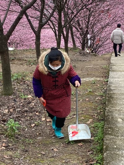 A woman wearing a face mask, a red and black checkered coat with a fur-trimmed hood, and blue boots is seen from an overhead perspective. She holds a tool with a long handle, and a shovel containing trash is near her. She's working in an area with trees bearing pink blossoms. In the background, a person in a white jacket walks along a path near a concrete barrier. The ground is covered with leaves and small plants.