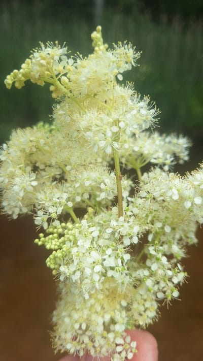 A close-up, vertical shot displays a cluster of delicate, cream-colored flowers with numerous thin stamens. The flowers are arranged in frothy plumes on thin stems, with some unopened buds visible as small, pale green spheres at the bottom left. The background is a dark, blurred green, suggesting foliage, and a dark brown, out-of-focus area beneath the flowers. A portion of a human finger, with visible skin texture and a light pink tone, is present at the bottom right, holding the floral arrangement. The image appears to be taken outdoors, with soft lighting. The flowers are likely Filipendula ulmaria, commonly known as meadowsweet, a plant found in moist meadows and along riverbanks. The location in Vālodzes, Latvia, is not explicitly depicted in the image but is provided as contextual information.
