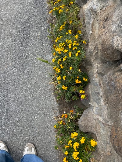 The image shows a close-up view of a stone wall and a paved pathway in Dinard, France. The pathway is made of gray asphalt and extends to the left of the frame. The wall is made of large, gray stones and extends to the right of the frame. A small bush with yellow flowers is growing in the narrow space between the wall and the path. The bush is in full bloom with many yellow flowers. The flowers are clustered together and are in a variety of stages of bloom, some are fully open, while others are still closed. The bush is surrounded by green leaves and a small amount of brown dirt. The photo is taken from a low angle, giving the viewer a view of the scene from the perspective of someone standing on the path. The photo was taken in Dinard, France (Latitude: 48.635, Longitude: -2.049).  There are two feet, partially visible, in the lower left corner of the image. One foot is wearing a white sneaker and the other is wearing a blue jean.