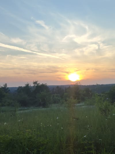 The image depicts a rural landscape at sunset in Pisanets, Bulgaria. The upper portion of the frame features a sky transitioning from light blue at the zenith to orange and yellow tones near the horizon. Wispy cirrus clouds are visible throughout the sky, with a distinct white contrail from an aircraft present in the upper-left quadrant. The sun, a brilliant white-yellow circular light source, is positioned slightly right of the central vertical axis near the horizon line, emitting a strong glow.

The lower half of the image displays a field of dense green grass containing scattered white wildflowers in the foreground. Directly behind this field, a continuous line of dark green trees forms a forest, silhouetted against the illuminated sky. Beyond this tree line, faint, hazy blue-grey landforms are discernible against the distant horizon. No human subjects, animals, or man-made structures are overtly visible within the scene. The environment is natural and appears undisturbed.