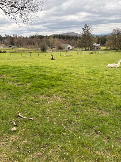 The image depicts a green field in Shrewsbury, United Kingdom, bordered by a wooden fence and trees. A white llama is situated in the upper portion of the field. A dark-colored animal, possibly a bird, stands in the midground near the fence line. Branches and debris are scattered across the field in the foreground. The background features trees, possibly buildings, and a distant hill under a cloudy sky.