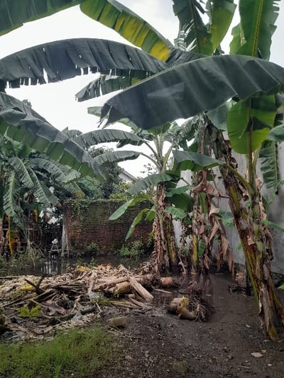 The image presents an outdoor scene dominated by a dense cluster of banana plants under an overcast sky. Large, green banana leaves, some showing areas of yellowing and tattered edges, fill the upper and central portions of the frame. The prominent, layered trunks of several banana trees are visible, with signs of previous pruning or cutting evident through stumps and fibrous debris scattered on the dark, moist-looking soil below.
The ground is a mix of bare earth, dried banana leaves, and various organic matter, suggesting a natural garden or grove environment. In the mid-ground, a weathered red brick wall, partially obscured and overgrown with green vines and foliage, forms a backdrop. Small patches of lighter green grass and slender plants also grow from the soil.
The lighting is diffuse and even, characteristic of an overcast day, with a bright, featureless sky visible through the gaps in the dense foliage of the banana trees. There are no human figures or explicit activities depicted, portraying a quiet, natural landscape. The presence of numerous banana plants and the overall setting are consistent with a tropical or subtropical location, aligning with the provided context of Kecamatan Gempol, Indonesia. No text is visible in the image.