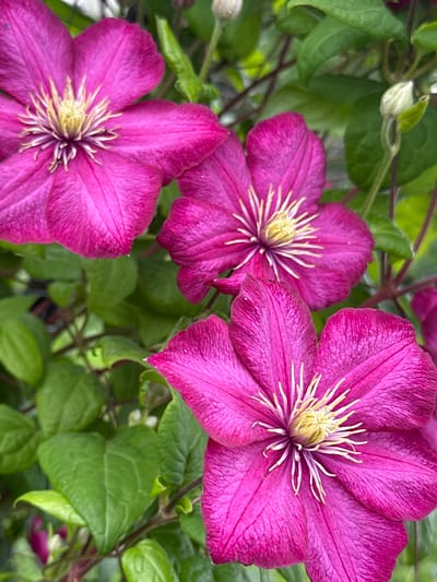 The image displays a close-up view of several vibrant pink clematis flowers with yellow centers, surrounded by lush green leaves and stems. The flowers are in various stages of bloom, with some fully open and others partially closed or forming buds. The lighting suggests an outdoor setting, likely during daylight hours. The image does not contain any people or depict any specific actions or interactions. There is no discernible information within the image to indicate its location in Novogorbovo, Russia, or any other specific geographical area.