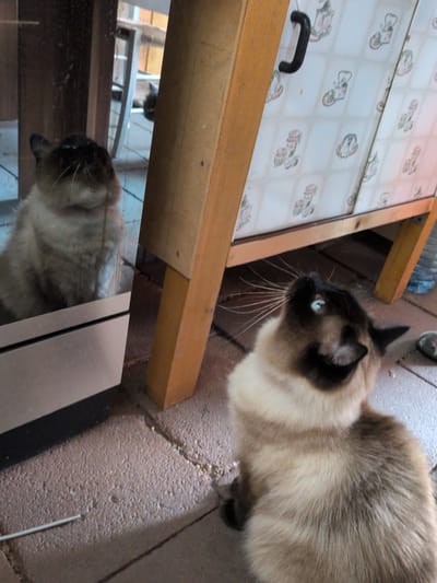 In Sömmerda, Germany, a Siamese cat with bright blue eyes is the subject of this image. It is sitting on a tile floor, looking up and to the right. The cat has characteristic dark points on its ears, face, and paws. Its fur is a mix of cream and tan. To the left, a mirror reflects another Siamese cat, appearing to be in the same pose. The background features a wooden structure and a cabinet with a decorative pattern of stylized lanterns and bicycles. The environment suggests an indoor or semi-outdoor setting, possibly a patio or porch, given the presence of a water bottle and a slipper-like object visible in the lower right corner. The floor is made of textured, reddish-brown tiles, with some small debris scattered on the surface. A thin metal rod or wire is visible on the floor in the lower left of the frame.