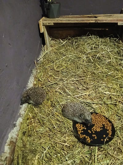 Two hedgehogs are seen foraging for food in a hay-filled enclosure. One hedgehog is actively eating from a black bowl filled with small, brown pellets. The other hedgehog is partially obscured by the hay, with its head down near the edge of the enclosure. The enclosure appears to be made of rough-hewn wood on the left side, with a large pile of dry hay occupying the majority of the space. The ground in front of the enclosure is a dark, textured surface. The lighting suggests it might be dusk or nighttime. The scene is located in Chutove, Ukraine. There is no visible text in the image.