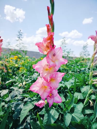 A vertical, close-up, eye-level shot captures a tall stalk of pink gladiolus flowers against a bright blue sky with scattered white clouds. The gladiolus blooms are a vibrant mix of pink and white, with darker pink edges and yellow centers. Several unopened buds are visible further up the stalk, transitioning to a reddish-pink hue. The flowers are in focus, while the background is blurred, showing green foliage and other indistinct yellow flowers. The scene appears to be in an outdoor garden setting in Қарабұлақ, Kazakhstan, under daylight conditions. There are no people or animals present in the image.
