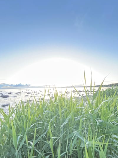 This is a low-angle, full-frame photograph of tall green grass in the foreground, with a body of water and a clear blue sky in the background. The grass is lush and appears to be wet, with water droplets visible on some of the blades. The water is calm and reflects the bright sky. Scattered rocks are visible in the shallow water near the shore. The horizon is lined with a distant treeline and a faint building on the far right. The overall lighting suggests it is either early morning or late evening, with a bright, soft glow emanating from the sky. The location is the coast of Haabneeme alevik, Estonia. There are no people or animals visible in the image.