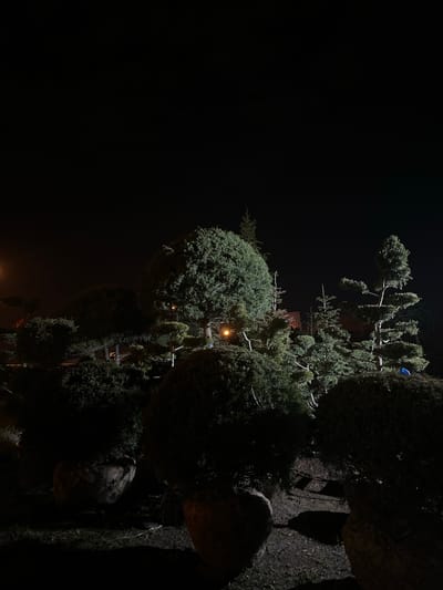 The image depicts a nighttime scene in what appears to be a park-like setting. Several tall, trimmed evergreen trees, likely junipers or similar species, dominate the foreground and middle ground. The trees are illuminated by one or more artificial light sources, possibly streetlights or spotlights, which cast shadows on the ground. The background is largely dark, obscuring any distant features. The ground appears to be covered in gravel or mulch. The trees appear to be in Ivanovka, Russia.