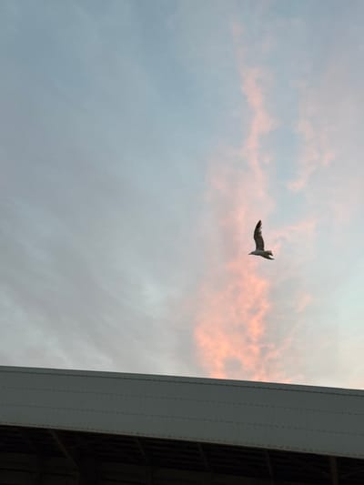 The image shows a seagull in flight against a pastel sky with hints of pink, suggesting either dawn or dusk. A section of a large, light-colored building with a dark underside is visible along the bottom of the frame. The building appears to be a covered structure, possibly part of a stadium or industrial facility, given its scale and the repeating horizontal lines on its surface. The scene is set in Mersat El Hadjadj, Algeria, a coastal town known for its fishing port and proximity to the sea, which would explain the presence of a seagull. The overall atmosphere is serene, with the bird's solitary flight contrasting with the static presence of the building.