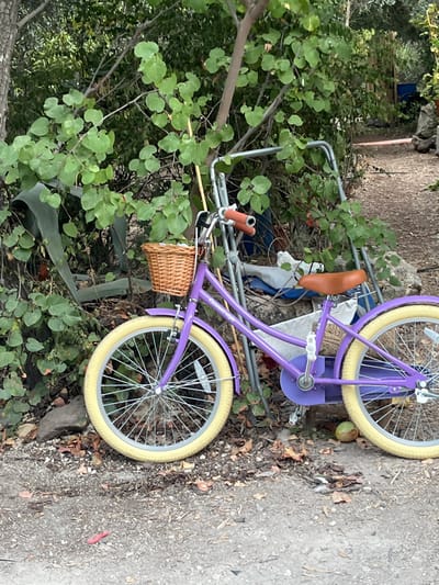 A purple "Cruiser Classic" bicycle with cream-colored tires, silver spokes, a tan seat, brown handlebar grips, and a woven wicker basket on the handlebars is depicted. The bicycle is stationary, leaning against a silver-colored metal framework or ladder. The scene is outdoors in the Merom HaGalil Regional Council, Israel. The ground consists of dry, light brown soil or gravel mixed with scattered brown leaves and small stones. A small green, spherical object rests near the bicycle's rear wheel, and a small red object lies on the ground in the foreground. Dense green foliage, including a large agave-like plant on the left and various broad-leafed trees and bushes, forms the background. Portions of a blue tarp or fabric are visible among the background foliage. No individuals are present.