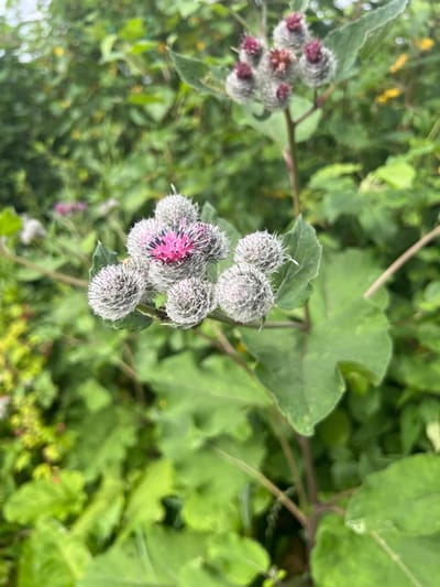 A close-up, eye-level shot captures a cluster of developing burdock flower heads against a backdrop of lush green foliage. The flower heads are spherical and spiky, covered in fine, silvery-white hairs, with some displaying prominent bright pink centers. The leaves of the burdock plant are large and broad, a vibrant green, and show some signs of natural wear. The background is a soft blur of more green leaves and hints of yellow wildflowers, suggesting an outdoor setting in a natural or semi-natural area, possibly a field or meadow. There are no people or animals visible in the image, and no discernible human activity. The lighting is natural and diffused, creating a soft focus effect. The overall impression is one of a wild, untamed natural environment. The image was taken in Нестюково, Russia.