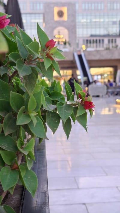 The image shows a close-up of a bougainvillea plant with vibrant pink and red bracts and green leaves. The plant is in focus, with a blurred background that reveals a cityscape. In the background, there are tall buildings with glass facades, suggesting an urban environment. The lighting indicates it may be late afternoon or early evening, with soft, diffused light. The overall setting appears to be an outdoor space, possibly a balcony or rooftop terrace, overlooking a modern city. There are no people visible in the frame. The image is oriented vertically.