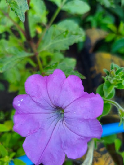 A close-up, eye-level, vertical shot shows a single, vibrant purple petunia flower in full bloom. The flower is the primary subject and fills the lower center of the frame. Its delicate petals are tinged with a lighter hue towards the center and show faint veins. Tiny water droplets are visible on the petals, suggesting recent rain or watering. The background is a soft blur of green foliage and darker elements, with a hint of yellow and blue visible on the right side of the image, possibly indicating artificial elements like a pipe. The overall lighting is diffused, creating a gentle ambiance. The image was captured in Ақсуат ауылдық округі, Kazakhstan.