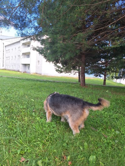 The image shows a German Shepherd dog with a harness on its back, standing in a grassy area. The dog is facing away from the camera and is sniffing the ground. In the background, there is a white building with multiple windows and balconies, possibly an apartment building or hotel. Pine trees are visible in the foreground, casting shadows on the grass. Further in the background, a body of water, likely a lake or river, can be seen with a small blue structure on its shore. The scene appears to be outdoors, in a park-like setting near a body of water and a residential or commercial building, characteristic of a location in the city of Atamanovka, Russia. The lighting suggests it is daytime, possibly late afternoon.
