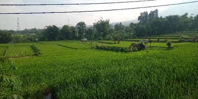 An expansive view of verdant rice paddies is observed in Cugenang, Indonesia, under a largely clear sky. Overhead power lines horizontally traverse the upper portion of the frame. The foreground and mid-ground are dominated by lush, green rice crops, with some sections exhibiting distinct rows and irrigation channels. A small, dilapidated wooden shelter with a dark, possibly metal or thatch roof is situated within the paddies in the mid-right. Multiple red, human-form scarecrows are positioned throughout the fields. Dense tropical foliage, including various trees, borders the fields, with terraced rice paddies evident in the upper-right background. A large, distant mountain or hill is visible on the horizon. Two tall metal lattice communication towers are present in the distant left. A narrow water channel flows through the immediate lower-left foreground, adjacent to broad-leafed plants. The scene contains no visible human figures or active interactions.
