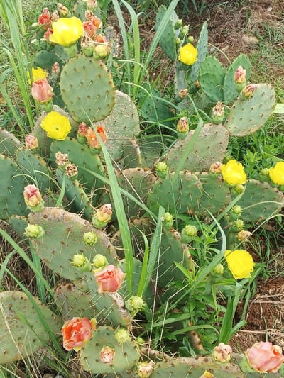 The image shows a close-up view of several prickly pear cactus plants with green pads and numerous spines. The cacti are dotted with various blossoms and buds. Some flowers are a vibrant yellow, while others are a soft pink or orange, some appearing to be in various stages of bloom or as closed buds. Green, spiky buds are also visible on the pads. The cacti are surrounded by tall, green grass and dry, brown soil. The scene appears to be outdoors, in a natural or semi-natural setting. There are no people or animals visible in the image.