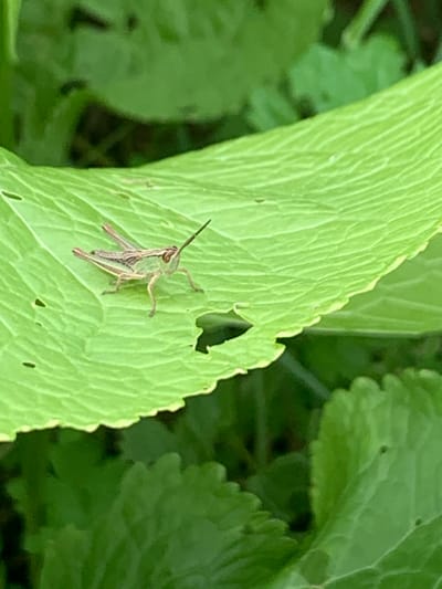 A small, green grasshopper with brown stripes is perched on a large, bright green leaf. The leaf has a serrated edge and visible veins. The grasshopper is facing to the right, with its antennae extended upwards. The background is filled with more blurred green foliage. There are no people or man-made structures visible in the image. The location is not specified in the image.