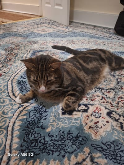 A tabby cat with dark stripes and a white paw is lying on a patterned blue and cream rug. The cat's head is turned to its left, with its eyes partially closed. The rug has an intricate design with floral motifs and appears to be in a domestic setting. The background shows a white door frame and a partially visible wall. There are no people or other animals visible in the image. The image includes a watermark in the bottom left corner that reads "Galaxy A56 5G". The location in the city of Greater London, United Kingdom, cannot be determined from the image.