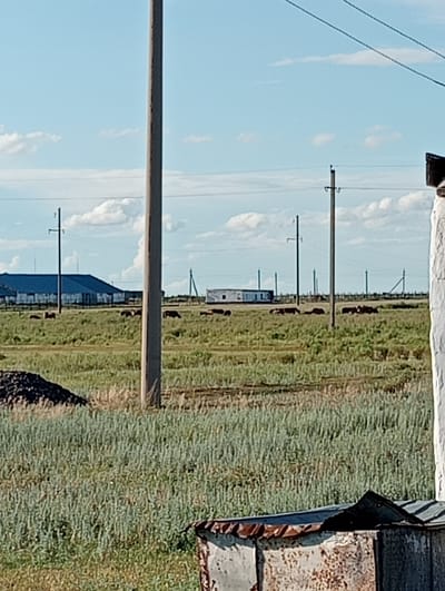 A rural scene depicts a vast, open field under a pale blue sky with scattered white clouds. The field is covered in dry, tall grass and dotted with a herd of dark-colored cows grazing and resting. Several utility poles with wires traverse the landscape, indicating the presence of infrastructure. In the background, there are various structures, including a long, dark-roofed building and several smaller, weathered buildings or sheds. A white building is partially visible on the right side of the frame. The foreground shows a pile of dark material, possibly soil or gravel, and a rusty, partially constructed metal structure. The overall impression is one of a functional, albeit somewhat dilapidated, agricultural or industrial area in a remote setting, likely on the outskirts of Октябрьское, Kazakhstan.