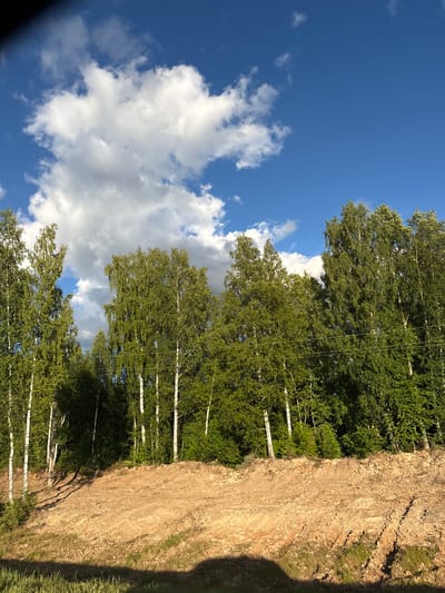 The image depicts a natural scene with a clear blue sky dotted with fluffy white clouds. A dense line of birch trees with vibrant green foliage dominates the right side of the frame, their white trunks creating a striking contrast. The trees are arranged in a somewhat uniform row, suggesting a planted forest or a well-defined treeline. Between the trees, faint lines that appear to be power or telephone lines can be observed running horizontally.

To the right of the trees, a steep, exposed bank of reddish-brown soil is visible. The soil appears dry and has visible striations, possibly indicating erosion or excavation. Patches of green grass are growing on the top and along the edges of this bank. The overall impression is one of a rural or semi-rural landscape, likely captured on a sunny day given the bright blue sky and the clarity of the light. The composition, with the sky above and the trees and earth below, suggests a low-angle shot or a scene viewed from a slightly elevated position. There is no visible text in the image.