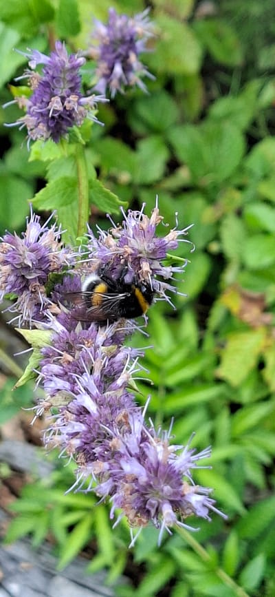A bumblebee is seen collecting nectar from a cluster of purple flowers. The background is filled with lush green foliage, suggesting an outdoor environment. The scene is captured in a close-up shot, focusing on the intricate details of the bee and the flower. The location is in Malda, Estonia.