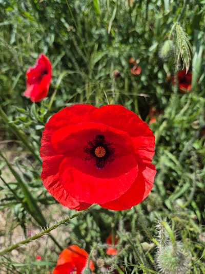 The image shows a close-up of a bright red poppy flower in a field, likely in Han Krum, Bulgaria. The poppy has large, ruffled petals and a dark center with visible stamens. The background is filled with green grass and other vegetation. There are additional poppies visible in the background, though they are out of focus. The scene is bathed in sunlight.