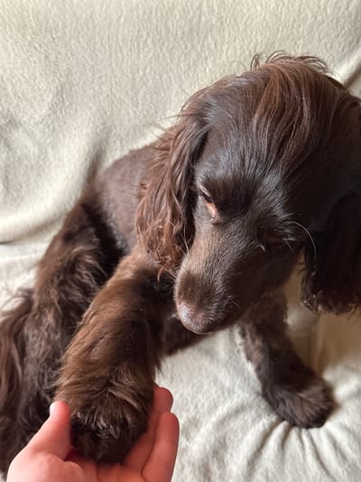 A dark brown dog with long fur is lying on a beige, textured surface, likely a blanket or couch. Its head is bowed, and its right paw is resting in a person's open hand. The dog's fur is rich and dark, with some lighter brown tones visible in the light. The surface beneath the dog appears soft and slightly wrinkled. The image is an indoor shot, focused on the interaction between the dog and the person's hand.